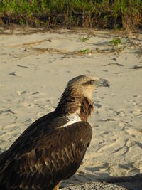 Close-up of eagle against water