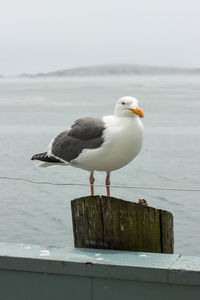 Seagull perching on shore