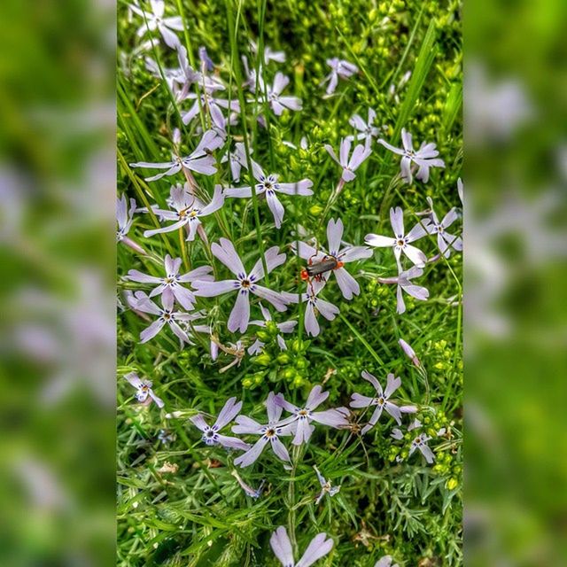 growth, focus on foreground, plant, flower, close-up, nature, green color, fragility, tree, beauty in nature, leaf, day, white color, freshness, outdoors, no people, selective focus, branch, stem, tree trunk