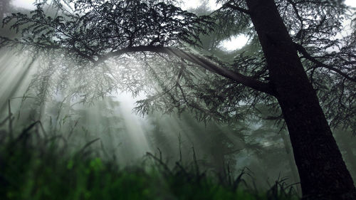Sunlight streaming through trees in forest