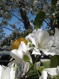 Low angle view of fresh flower tree