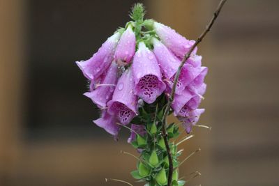 Close-up of pink flowers