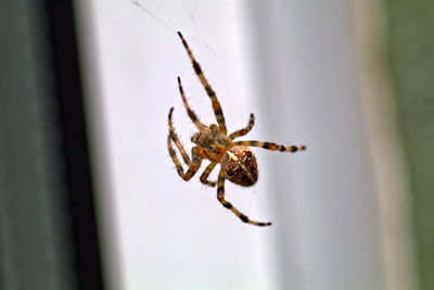 Close-up of spider