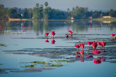 Pink floating on water in lake