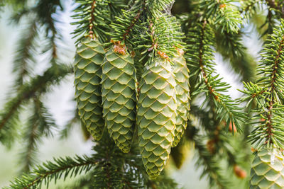 A green cone on young fluffy branch of a fir tree.