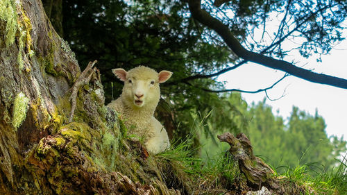 Portrait of an animal on tree trunk