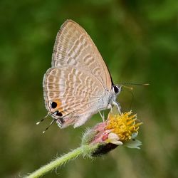 Close-up of butterfly pollinating on flower