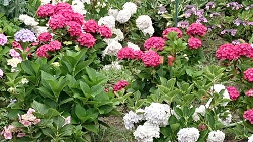 Pink flowers on plants