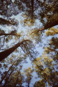 Low angle view of trees against sky