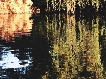 Reflection of trees in water against sky