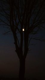 Low angle view of silhouette bare tree against sky at night