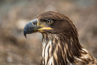 Close-up of eagle against blurred background