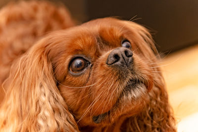 Close-up portrait of a dog