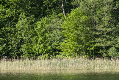 Scenic view of lake in forest