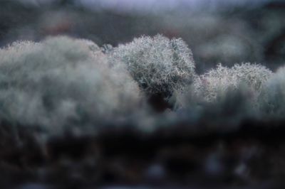 Close-up of snow