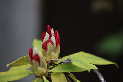 Close-up of red flower