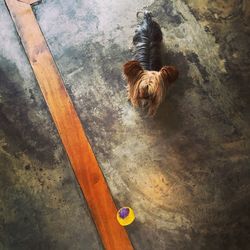 High angle view of dog standing on floor