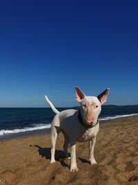 View of dog on beach