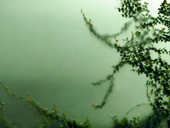 Close-up of plant against sky