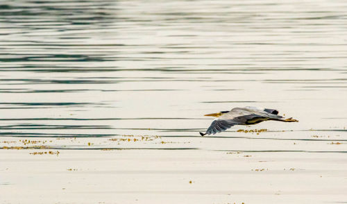 High angle view of bird flying over lake