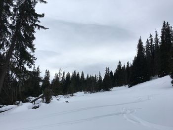 Trees on snow covered land against sky