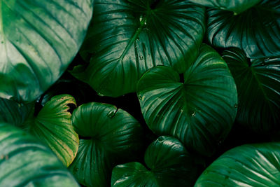 Full frame shot of green leaves