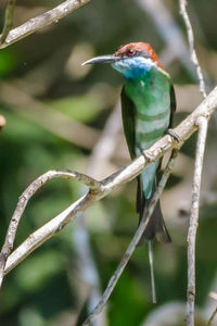 Close-up of bird perching on branch