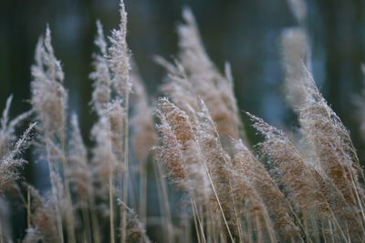 Close-up of plants growing on field