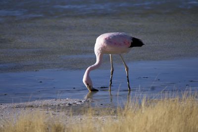 Bird in lake