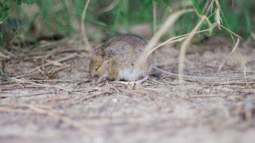 Close-up of mouse on field