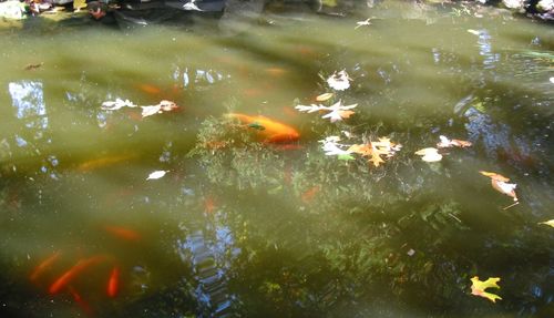 High angle view of koi carps swimming in pond