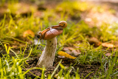 Close-up of mushroom on field