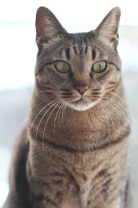 Close-up portrait of tabby cat