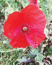 Close-up of red poppy flower