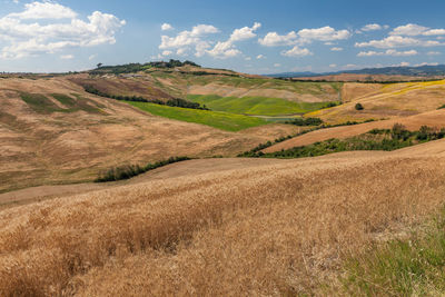 Agricultural panoramic view of asciano area during harvest time, siena province, tuscany, italy