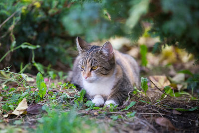 Portrait of cat on field