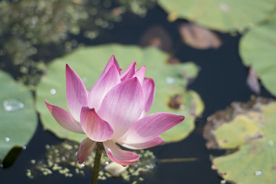 High angle view of pink water lily blooming in pond