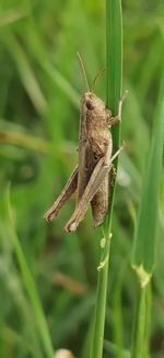 Close-up of butterfly on grass