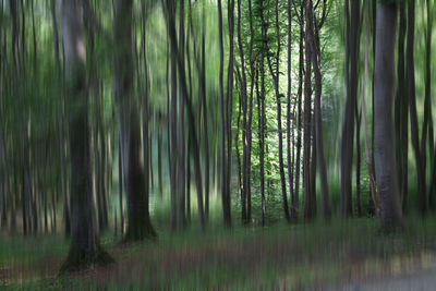 View of trees in forest