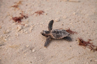 Hatchling baby loggerhead sea turtles caretta caretta climb make their way to the ocean