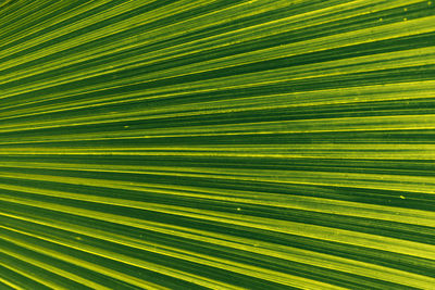 Full frame shot of palm leaf