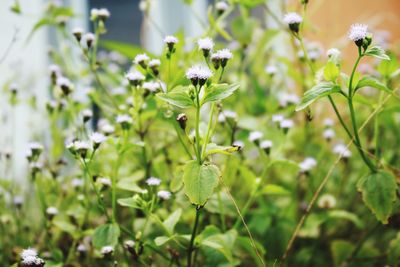 Close-up of flowering plant