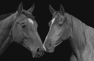 Two cute horse loving together in the black background 