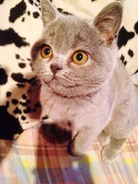 Close-up portrait of an animal