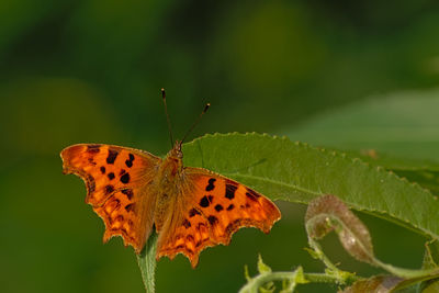 Butterfly on leaf