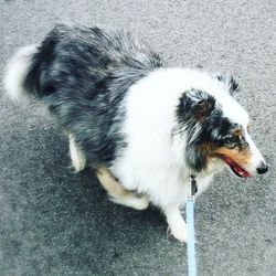 High angle view of shetland sheepdog on road