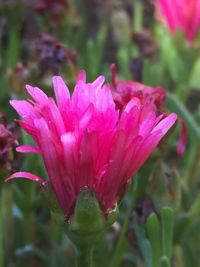 Close-up of pink flower blooming outdoors