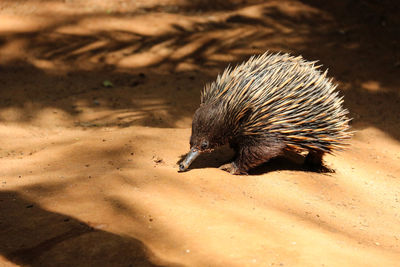 Close-up side view of a porcupine