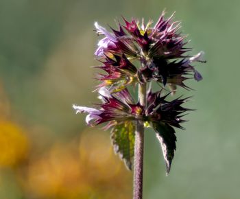 Close-up of purple flowering plant