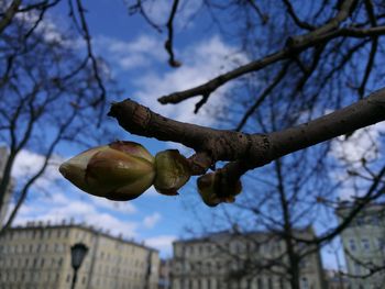 Low angle view of fruits on tree against sky